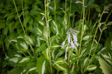 Hosta 'nın yeşil yaprakları yaz bahçesinde