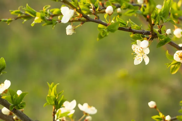 Mjuk Fokus Våren Blomma Abstrakt Blommig Bård Gröna Blad Och — Stockfoto