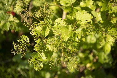 Çalı dalında yeşil yapraklar haşereler tarafından yenir ve bir delik bırakır.