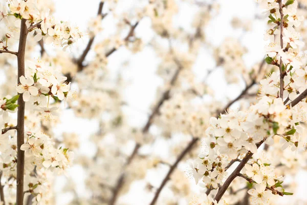 Abstrakcyjny Obraz Kwitnącego Wiosennego Drzewa Miękkim Efektem Ostrości — Zdjęcie stockowe