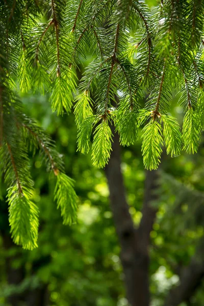 Unfocus Image Branch Spruce Young Shoots Tree Spring Forest — Stock Photo, Image