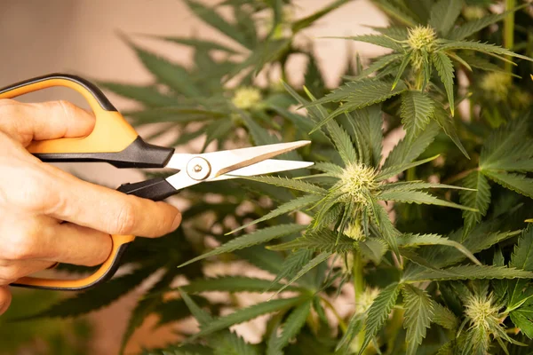 Bladeren Van Cannabis Snijden Met Een Schaar Mannelijke Handen Verwerking Stockfoto