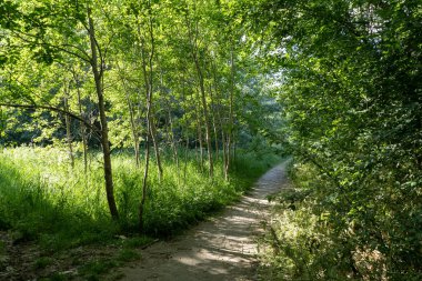 Güneşli ağaçlar İngiltere 'de bahar zamanı uzun otlarla yol boyunca güzel gölgeler oluşturuyor.