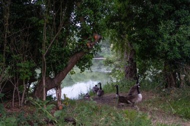 Göl kenarında ağaçlarla çevrili bir grup Kanadalı kaz.