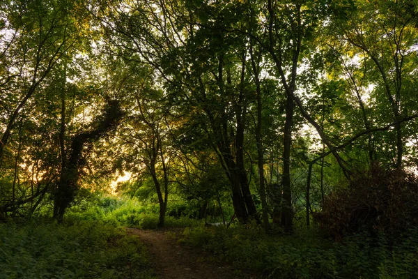 Magical light through trees along path at dusk summer night time shining through lush green leaves. Beautiful dreamy fairy tale atmosphere