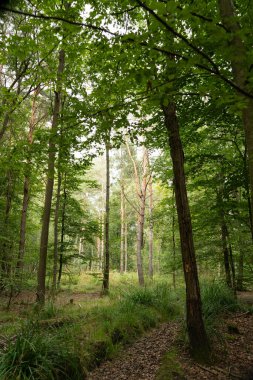 Yaz mevsiminde kayın ağaçları ve çam ağaçları olan yemyeşil bir orman ve orman zemininde çimenler.