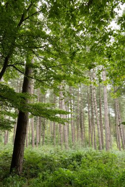 Yaz zamanı kayın ağacı yapraklarını ön planda bırakırken uzaktaki çam ağaçlarına bakıyorum.
