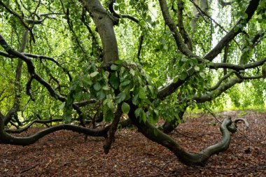 Ağlayan eski kayın ağacı dalları orman zeminine kök salıyor, yeşil gür yapraklar