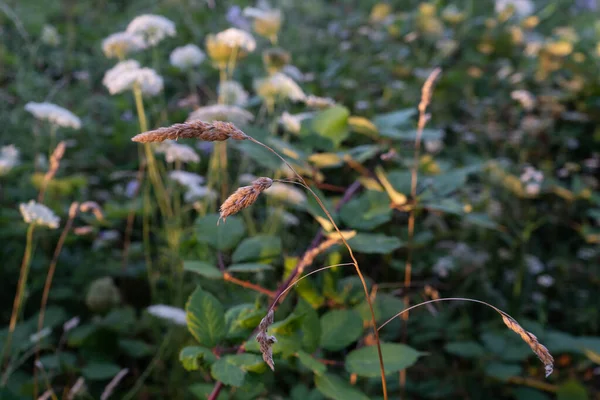 Gros Plan Verger Herbe Dactylus Glomerata Dans Prairie Avec Une — Photo