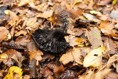 Eski kahverengi ölü mantar solungaçları ile dokulu altın portakal yapraklarından bir halı üzerine dökülen sonbaharda İngiliz orman zeminine düşen