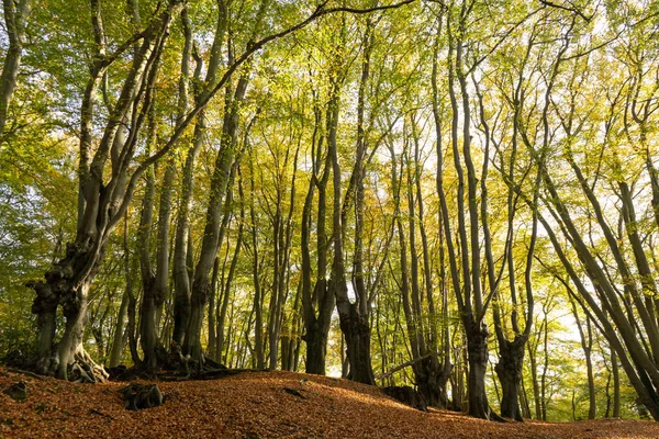 Sonbahar ormanı zemininde yeşil yaprakları olan kayın ağaçları güzel sarı ve kırmızı yapraklarla kaplı.