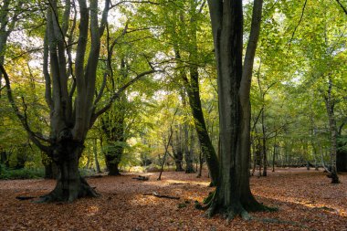 Güneşli bir sonbahar gününde, ön planda iki kayın ağacı, altın kırmızısı ve sarı yapraklar orman zemininde yeşil yapraklar hala ağaçta