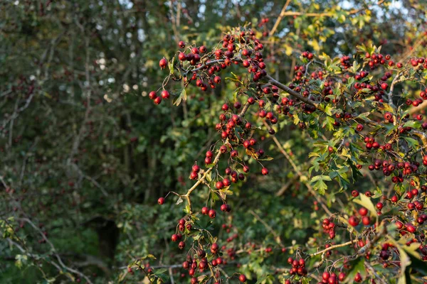 Schöne Nahaufnahme Roter Reifer Weißdornbeeren Auf Baum Mit Blättern Herbst — Stockfoto