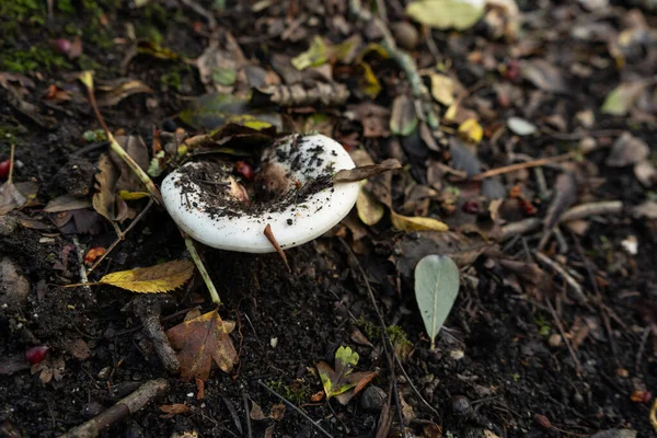 Bir beyaz Russulaceae mantarı sonbaharda sarı ve yeşil yapraklar ve dallarla kaplı orman zemininden büyüyor.