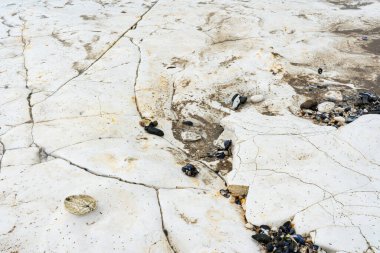 Palm Bay 'deki sahil hattı tebeşir deniz yatağının arka plan fotoğrafı, Kent, İngiltere' deki Margate, kaslı ve diğer deniz kabukları, sahil zemininde güzel çatlaklar ve dokularla