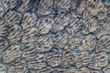 The wall and drying cow shit