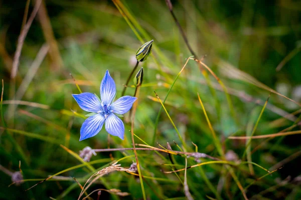 Die Schöne Blaue Blume Auf Der Tibetischen Wiese Tibet — Stockfoto