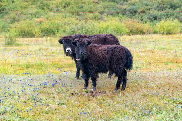 Tibet Dağlık Kesimlerindeki Bir Tarlada Otlayan Genç Öküzler — Stok fotoğraf