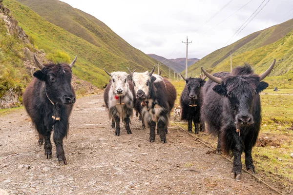 西藏高地的一块田里 年轻的牦牛在放牧 — 图库照片