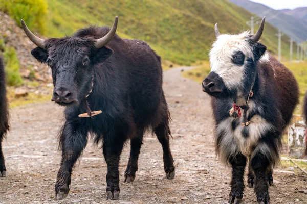 Jonge Yaks Grazen Een Veld Hooglanden Tibet — Stockfoto