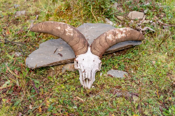 Çin Deki Tibet Teki Koyun Kafatası — Stok fotoğraf