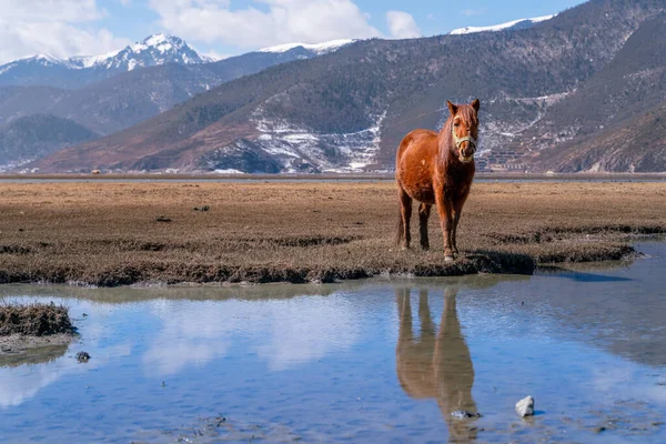 Прекрасний Оранжевий Кінь Yila Grassland Napa Lake Shangri Tibet — стокове фото