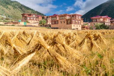 Tibet 'teki küçük Tibet köyündeki darı tarlasında hasat edin.