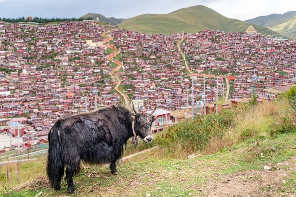 Вид Академію Личинки Ларунг Гар Тибет — стокове фото