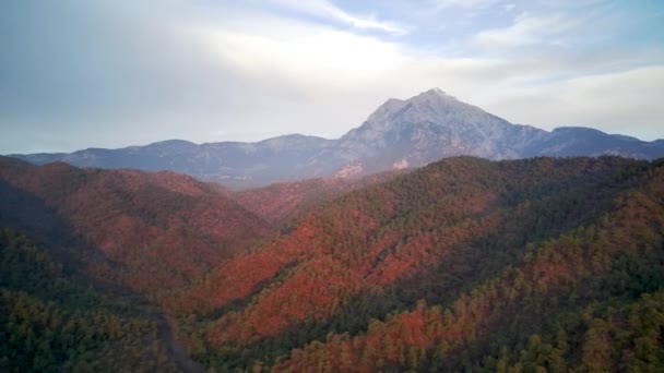 Vue Incroyable Drone Haut Angle Sur Parc Naturel Parmi Sentier — Video