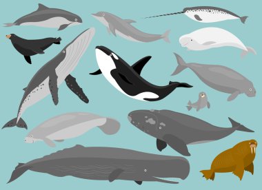 Marine Mammals clipart