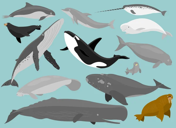 Marine Mammals — Stock Vector