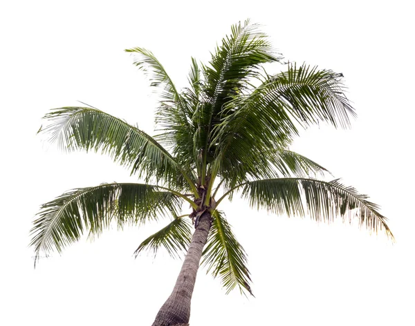 Corona di una palma di cocco isolato — Foto Stock