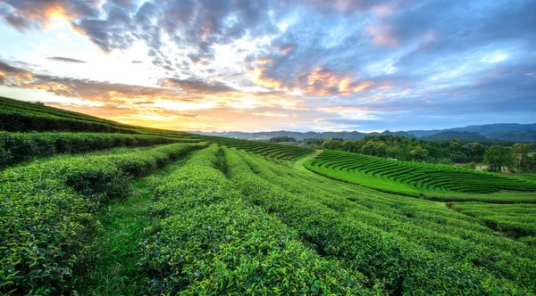 Sunset view of tea plantation landscape — Stock Photo, Image