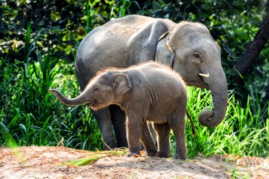 Mother elephant with baby clipart