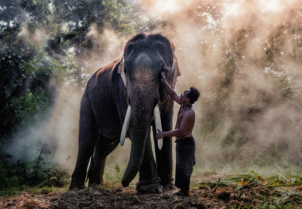 Οδηγός ελέφαντος στο Surin — Φωτογραφία Αρχείου