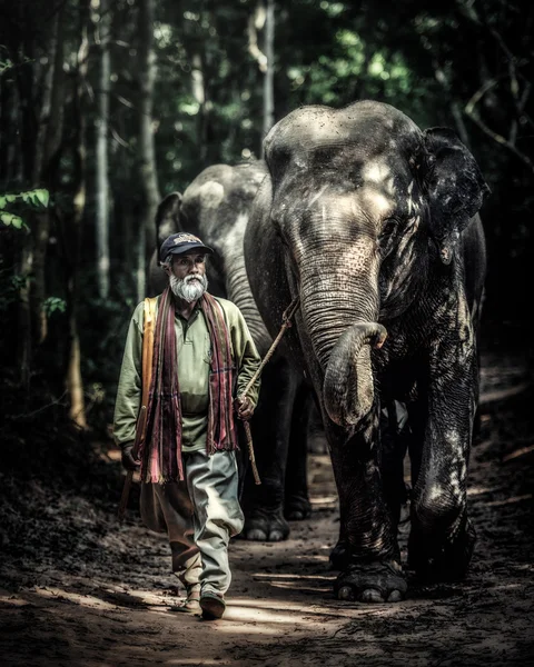 Махаут идет со своим слоном — стоковое фото