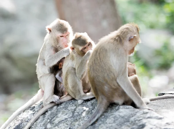 Monkey familj i Thailand — Stockfoto