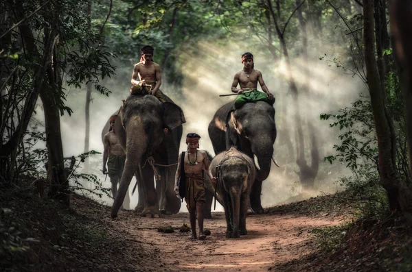 Mahout nella provincia di Surin, Thailandia — Foto Stock