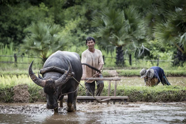 Asiatique agriculteur travaillant avec son buffle — Photo