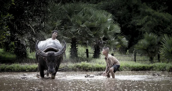 アジアの農民と息子に彼の水牛を扱う — ストック写真