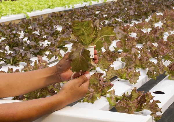 Hydroponic vegetable — Stock Photo, Image