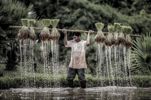 Rolnicy uprawiają ryż w porze deszczowej — Zdjęcie stockowe