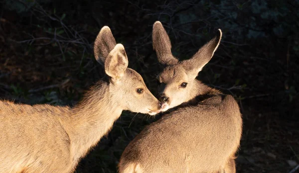 Två Mule Deer Fawns Delar Ett Kärleksfullt Ögonblick — Stockfoto