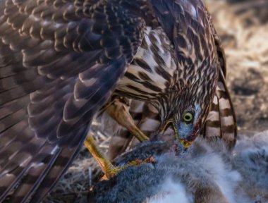 Yetişkin bir Coopers Hawk kahvaltısını sabahın erken saatlerinde yemeye başlıyor..
