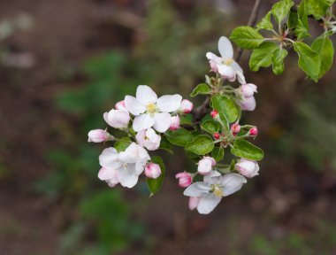 Bir dalda elma çiçeği