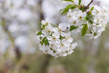 Bir dalda beyaz kiraz çiçeği