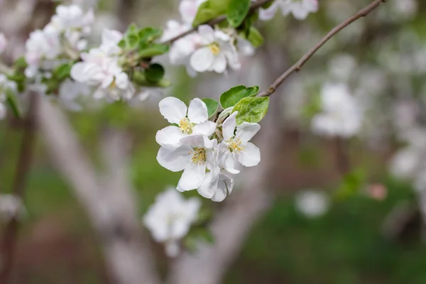 Kwiat jabłoni na gałęzi — Zdjęcie stockowe