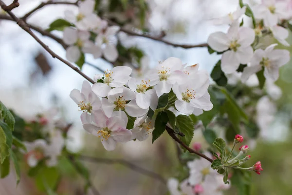 Kwiat jabłoni na gałęzi — Zdjęcie stockowe