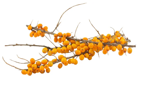 Buckthorn isolado em um fundo branco — Fotografia de Stock