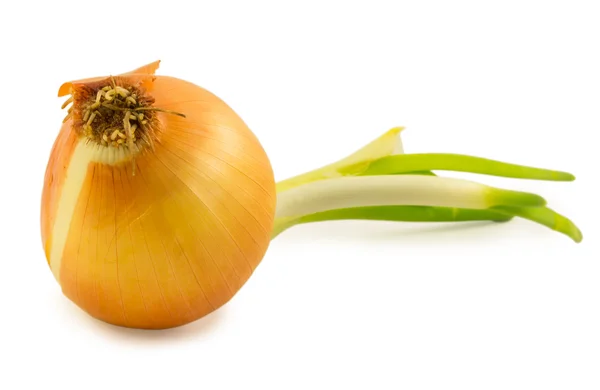 With onion sprouts isolated on white background — Stock Photo, Image
